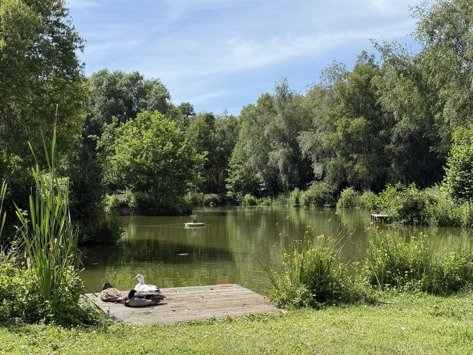 Lodge Lake - image 3